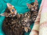 Chatons de type Bengal à vendre (1 femelle & 1 mâle)