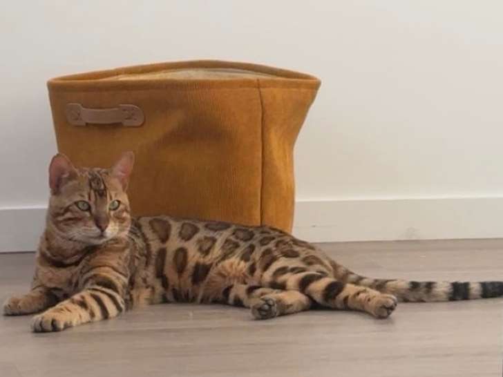Chatons de type Bengal à vendre (1 femelle & 1 mâle)