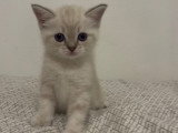 Chatons Siamois croisés British Longhair à vendre