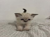 Chatons Siamois croisés British Longhair à vendre