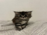 Chatons Siamois croisés British Longhair à vendre