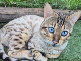 Mâle Bengal snow lynx LOOF disponible pour saillie
