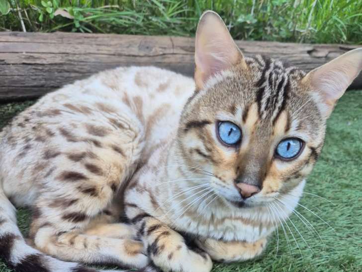 Mâle Bengal snow lynx LOOF disponible pour saillie