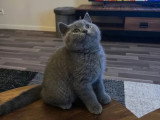Chaton British Shorthair mâle non LOOF né en avril 2026 à vendre