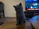 Chaton British Shorthair mâle non LOOF né en avril 2026 à vendre