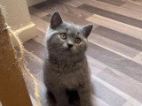 Chaton British Shorthair mâle non LOOF né en avril 2026 à vendre