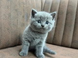 Chaton British Shorthair mâle non LOOF né en avril 2026 à vendre