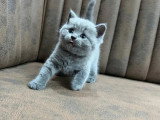 Chaton British Shorthair mâle non LOOF né en avril 2026 à vendre