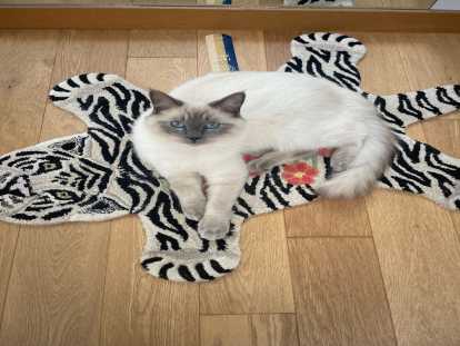 Adorable Birman à vendre