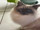 Adorable Birman à vendre