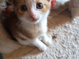 Link, adorable chaton roux et blanc à adopter en association