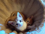Link, adorable chaton roux et blanc à adopter en association
