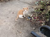 Poème, un amour de chaton à adopter en association