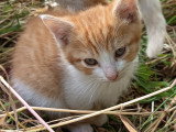 Poème, un amour de chaton à adopter en association