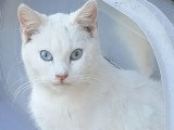 Neige, magnifique jeune chat aux yeux bleus à adopter en association