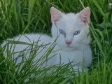 Neige, magnifique jeune chat aux yeux bleus à adopter en association
