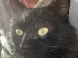 À adopter : chat noir aux poils mi-longs de 3 ans