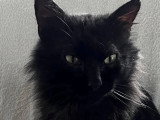 À adopter : chat noir aux poils mi-longs de 3 ans