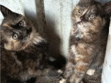 Ama et Zonia, 2 adorables sœurs à adopter ensemble en association
