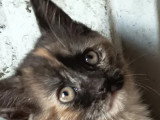 Ama et Zonia, 2 adorables sœurs à adopter ensemble en association