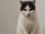 En attente d'un foyer : chat gris et blanc de 2 ans