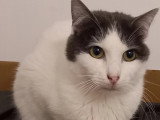 En attente d'un foyer : chat gris et blanc de 2 ans