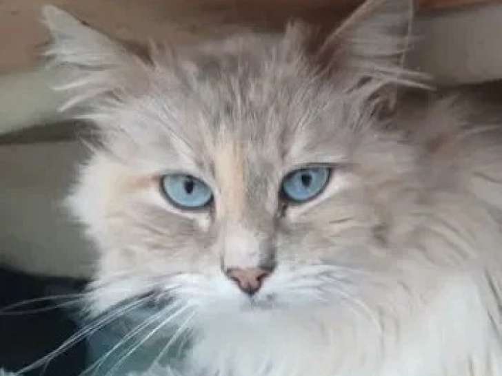 À la recherche d'une famille : chatte au pelage beige de 5 ans