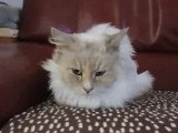 À la recherche d'une famille : chatte au pelage beige de 5 ans