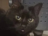 En quête d'un foyer : chatte noire de 7 ans