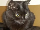 En quête d'un foyer : chatte noire de 7 ans