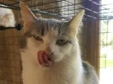 Prête pour l'adoption : chatte grise et blanche de 5 ans