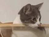 À adopter : chat gris et blanc d'un an