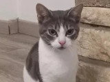 À adopter : chat gris et blanc d'un an