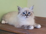Chatons Sacré de Birmanie LOOF à vendre