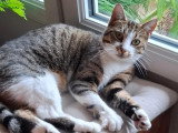 En attente d'adoption : chatte tigrée blanche de 3 ans