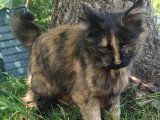 À la recherche d'une famille : chatte d'un an
