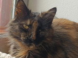 À la recherche d'une famille : chatte d'un an
