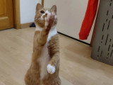 Disponible à l'adoption : chat roux et blanc de 6 ans