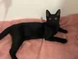 En attente d'adoption : chaton mâle noir de 4 mois