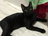 En attente d'adoption : chaton mâle noir de 4 mois