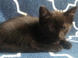 À adopter : chaton femelle noir de 2 mois