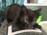 À adopter : chaton femelle noir de 2 mois