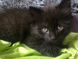 En quête d'un foyer : chaton mâle noir de 5 mois
