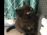 En quête d'un foyer : chaton mâle noir de 5 mois