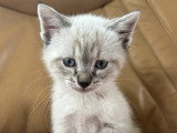 À accueillir : chaton mâle fauve charbonné de 2 mois