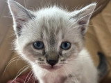 À accueillir : chaton mâle fauve charbonné de 2 mois