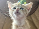 En attente d'adoption : chaton mâle tigré roux de 2 mois