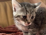 En attente d'adoption : chaton mâle tigré de 2 mois