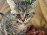 En attente d'adoption : chaton mâle tigré de 2 mois