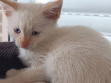 À adopter : chaton mâle au pelage crème de 2 mois